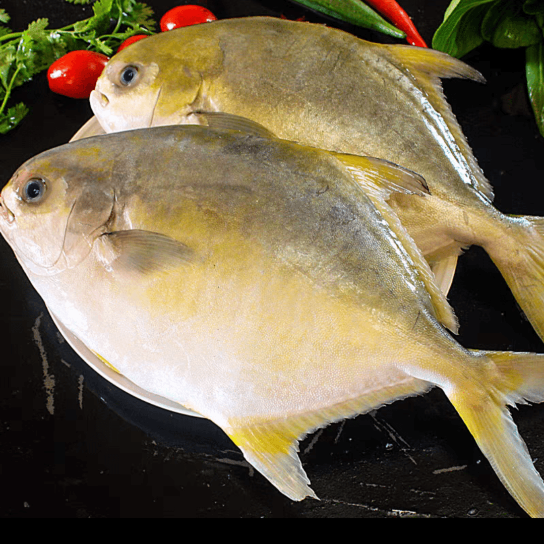 广东南海深海金鲳鱼/海鲳鱼/平鱼/金鲳鱼8约4.2斤 (200-300g/条）