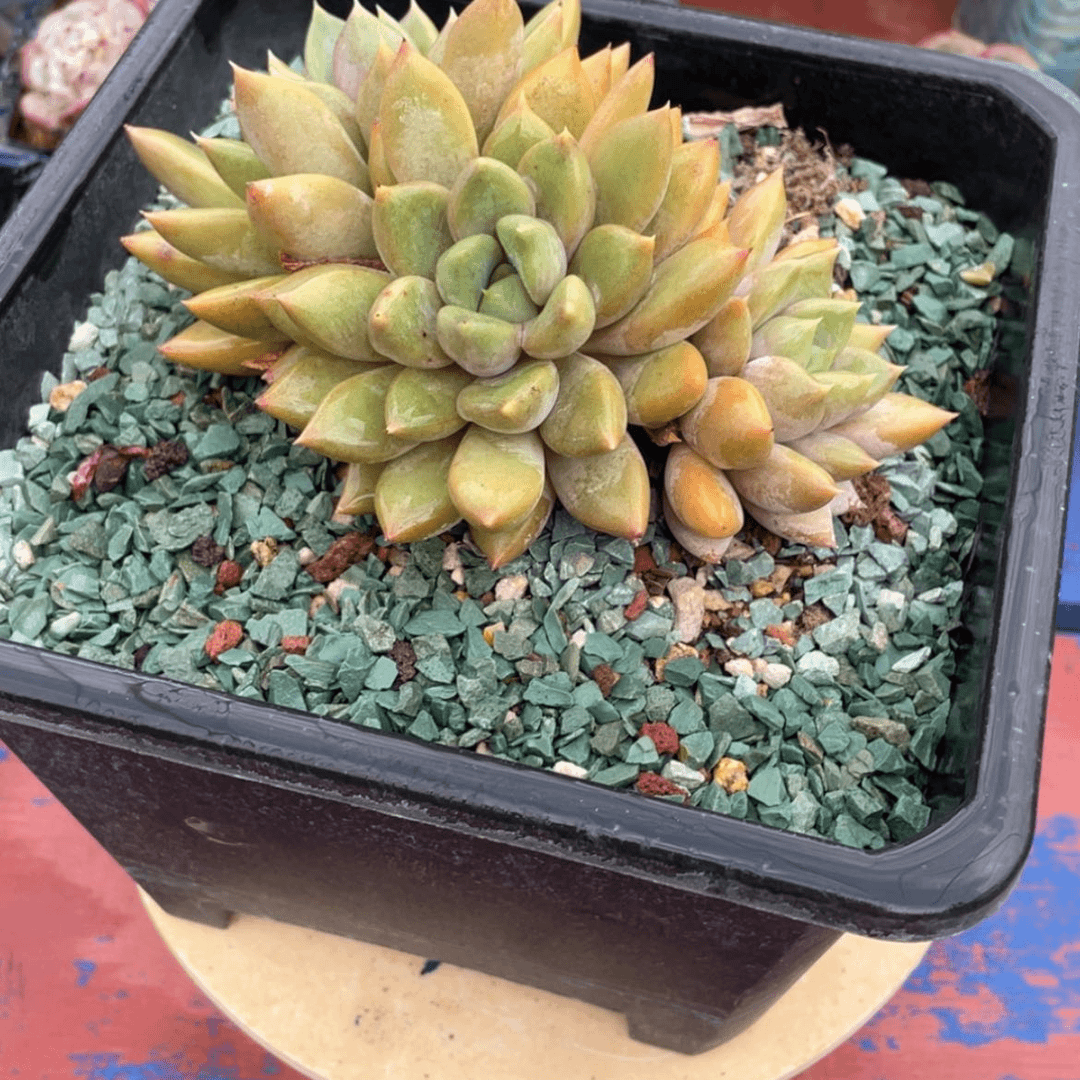 【闪购商品】欧***姐象牙