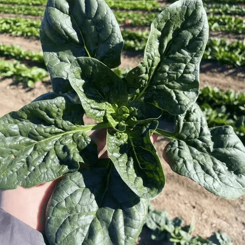 【地头价】5斤菠菜新鲜露天矮杆趴地霜冻红根菠菜青菜蔬菜现挖3斤