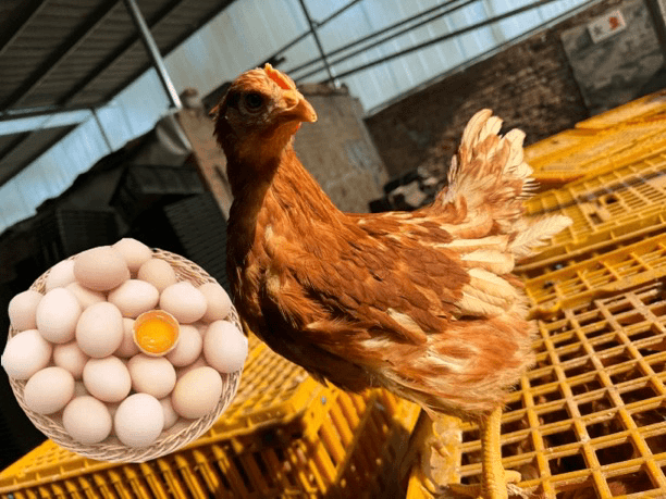 【六只】海兰褐1.7斤左右每只产蛋王