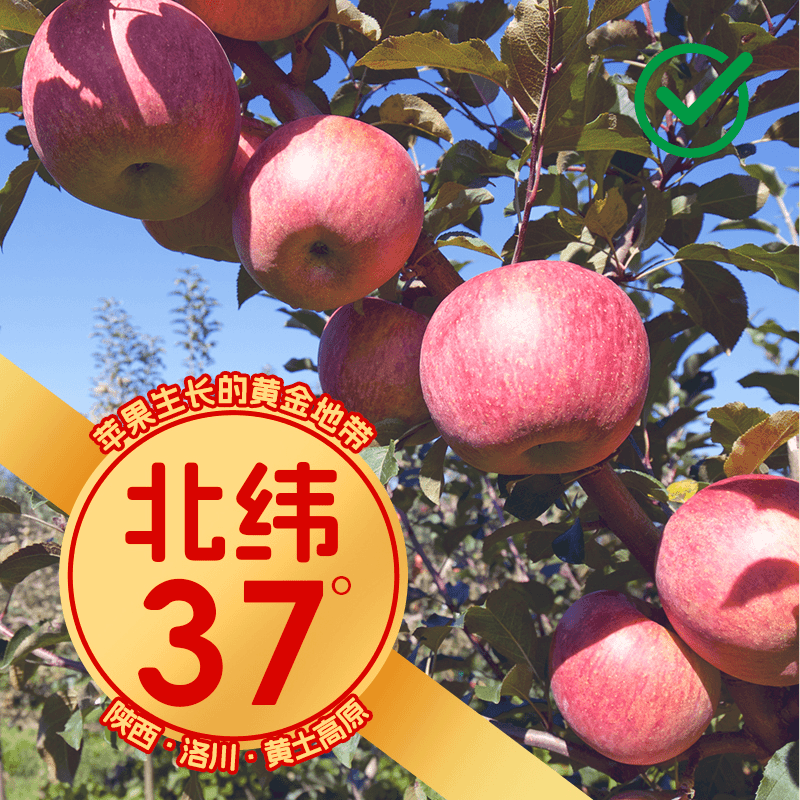 【特价福利】陕西洛川红富士苹果新鲜自然脆甜多汁现货发货