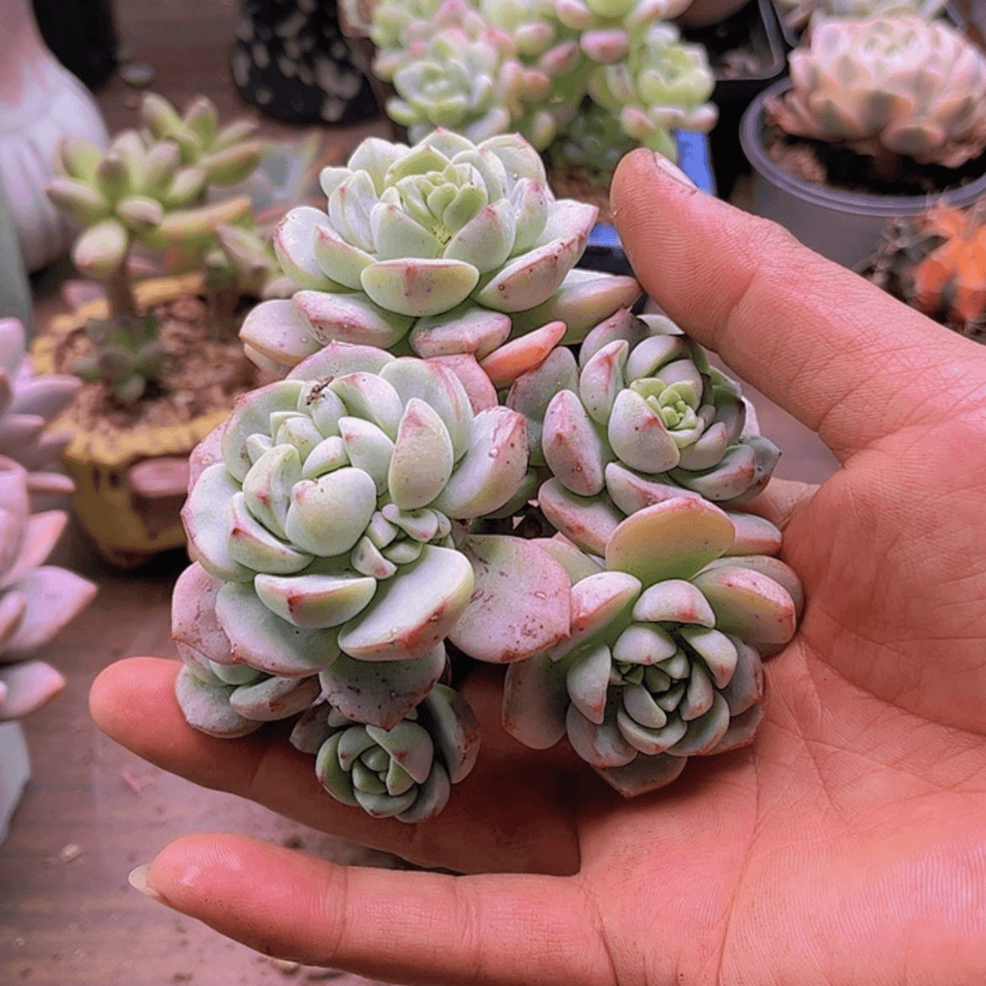 【闪购商品】G****k香草