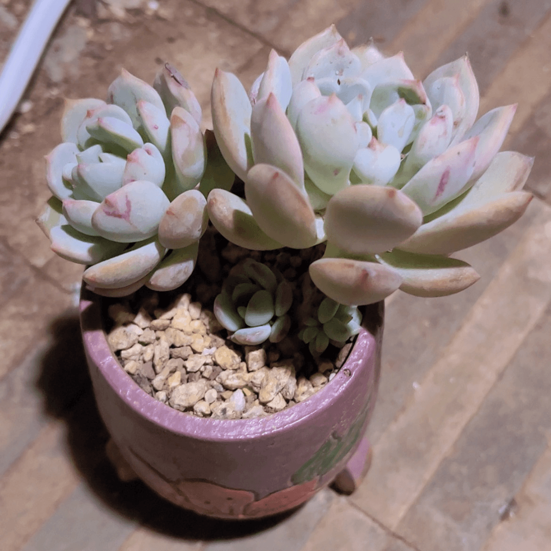 【闪购商品】姜****猫蜜桃格林
