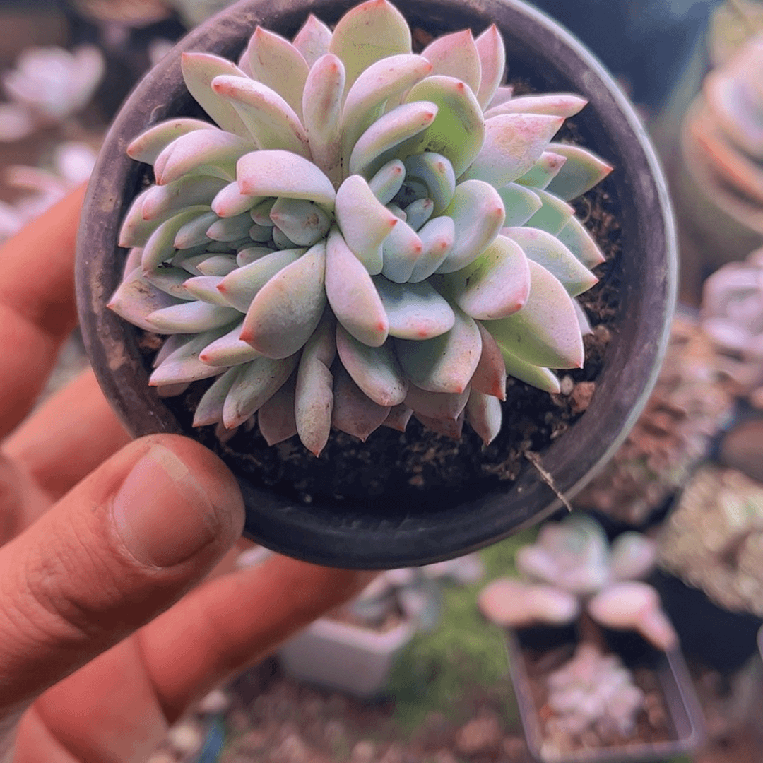 【闪购商品】芸*橙子缀