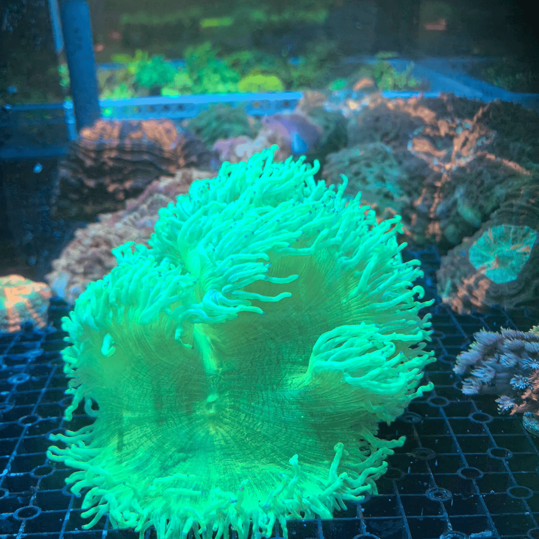 尼罗河专拍珊瑚 ！！！