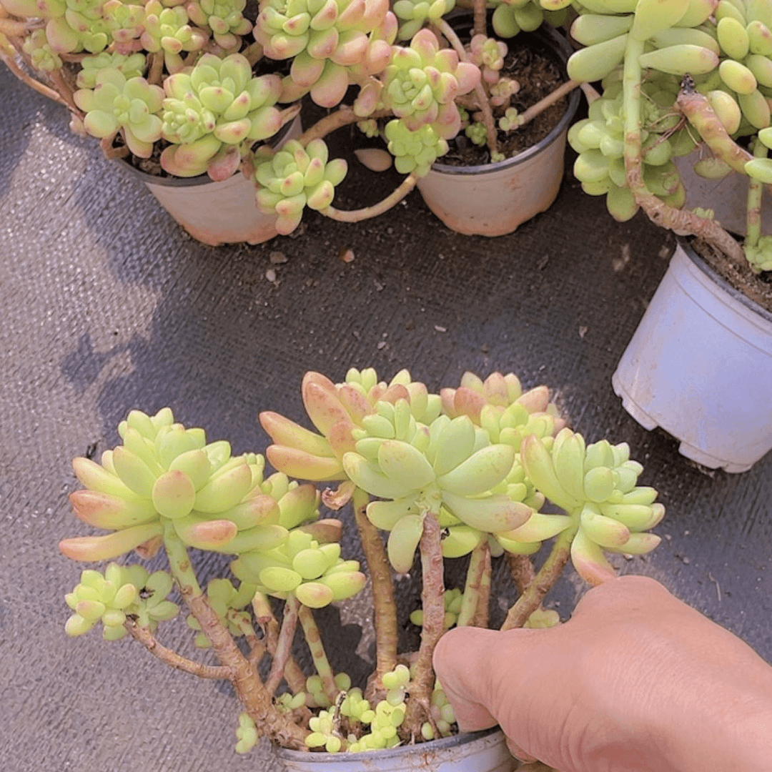 【闪购商品】香格里拉