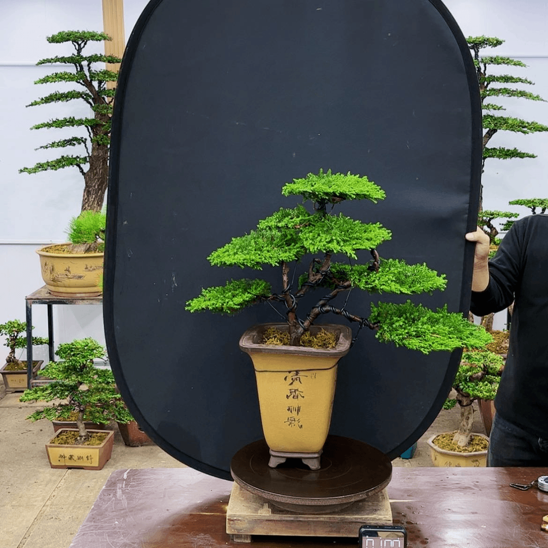 【闪购商品】盆景