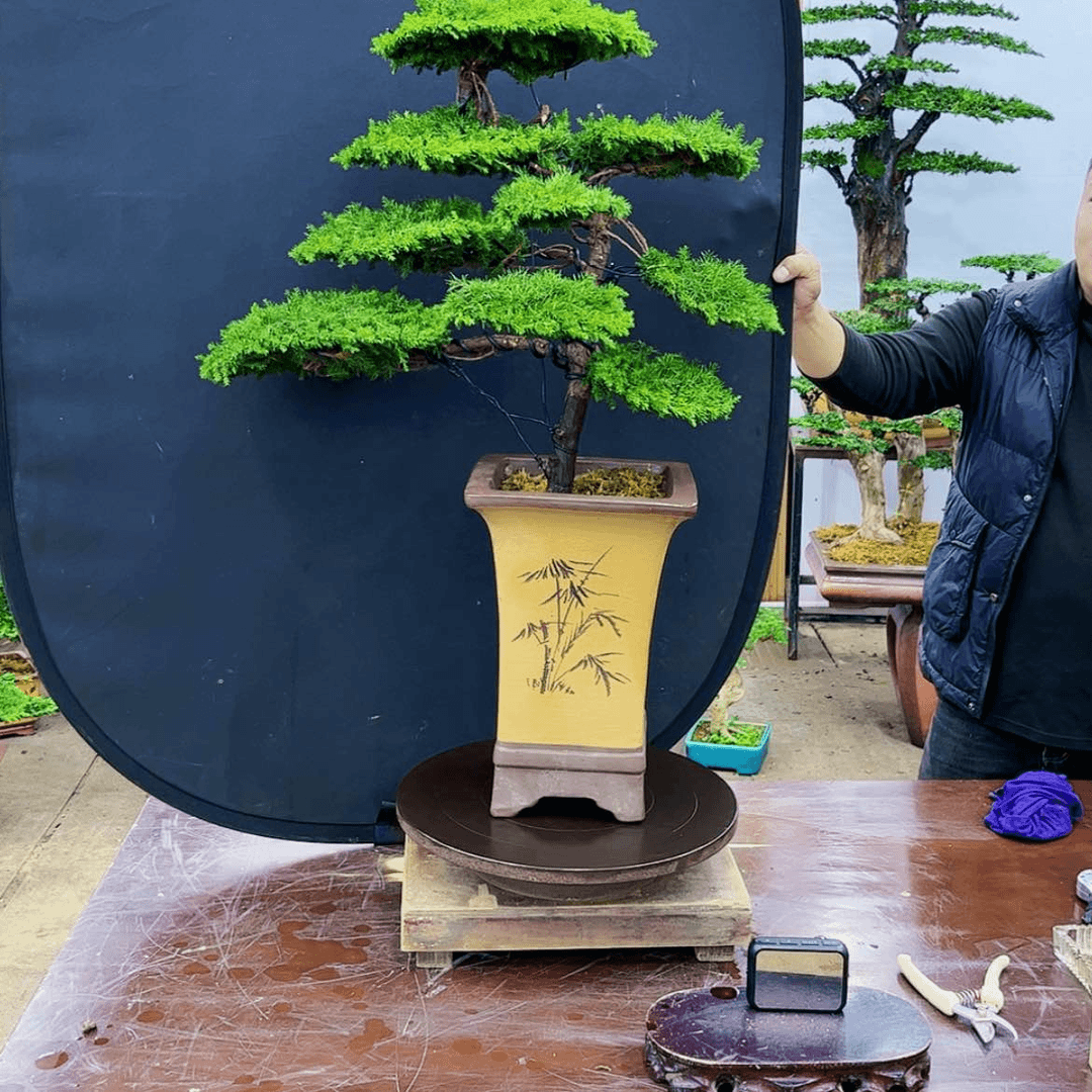 【闪购商品】盆景