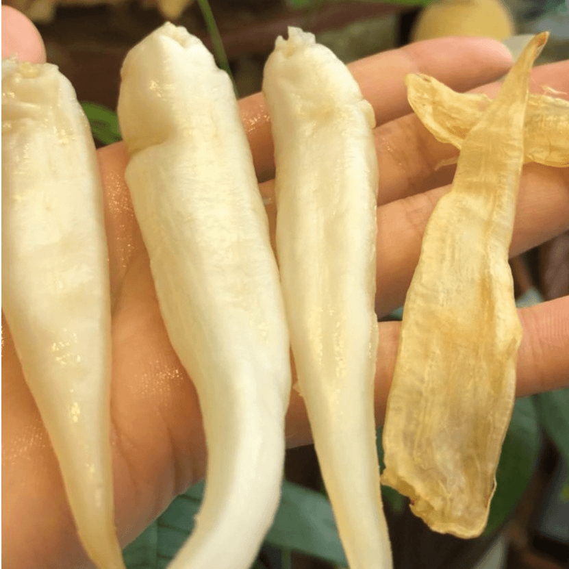120多头豆仁筒胶广东汕头【紫云】鱼胶1g-500g散装食用产品