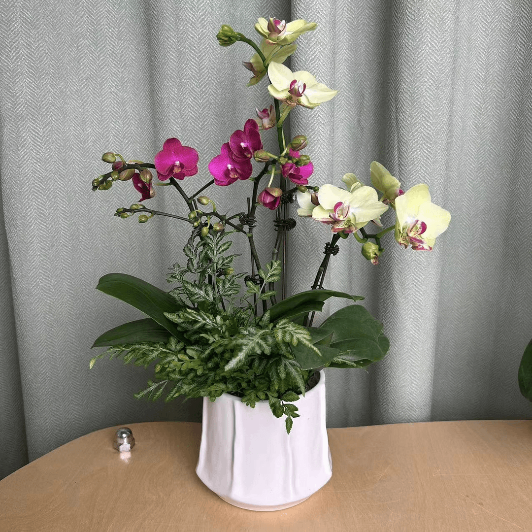 【艺术组盆-诗情画意】桌面高端绿植花卉 蝴蝶兰 美观大气