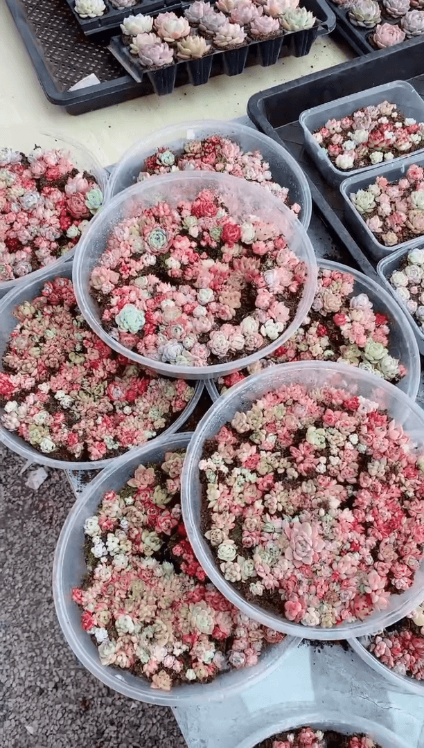 【闪购商品】全红全粉化水色脸盆切糕1盒多肉植物