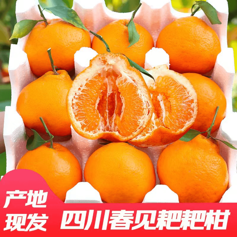 正宗四川春见耙耙柑柑橘新鲜爆汁多汁爽口细腻2-8斤非丑橘不知火