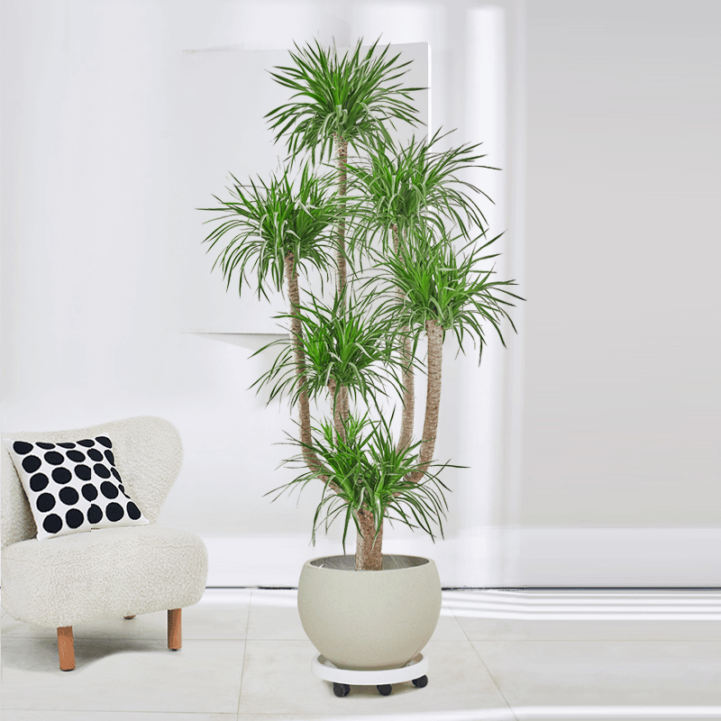 现货龙血树多头龙须树大型客厅绿植室内吸甲醛盆栽造型网红真植物