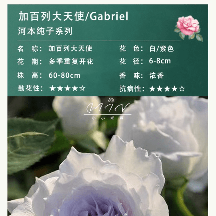 小小米薇 【加百列】河本仙气大天使 强香紫色丰花四季开花月季