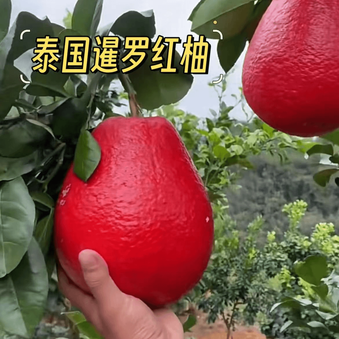 泰国暹罗红柚盆栽地栽南北方种植