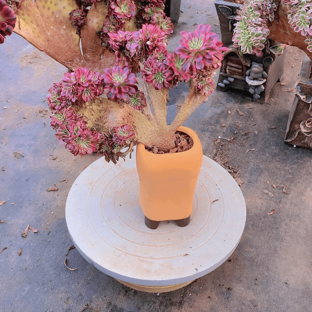 【闪购商品】黑铜壶超白