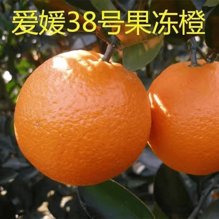 【果冻橙】嫁接爱媛38号树苗果树苗红美人早熟柑橘苗新品种杂交细嫩