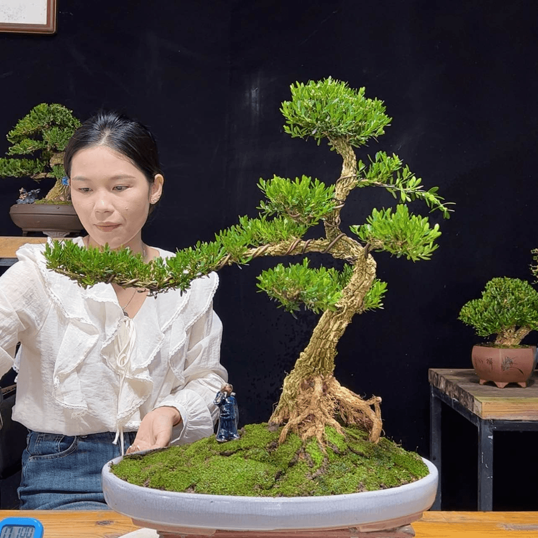 【闪购商品】盆景