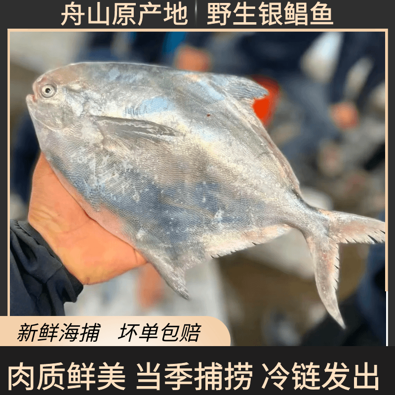 舟山野生银鲳鱼 当季现捕东海深海鲳鱼 到手20条
