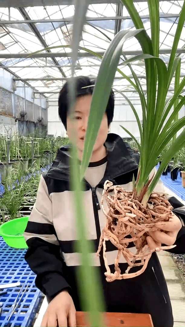 【闪购商品】大荷素冰*冰洁