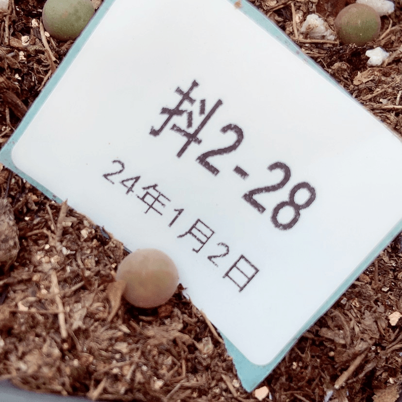 【闪购商品】2-28空蝉小苗