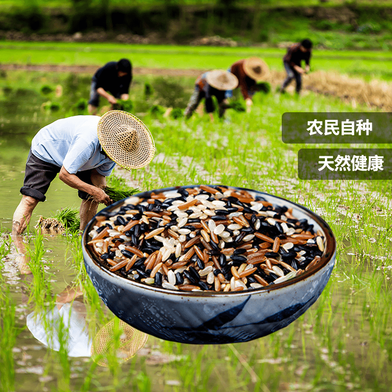 新米健身糙米饭三色糙米低脂低糖粗粮 五谷杂粮代餐