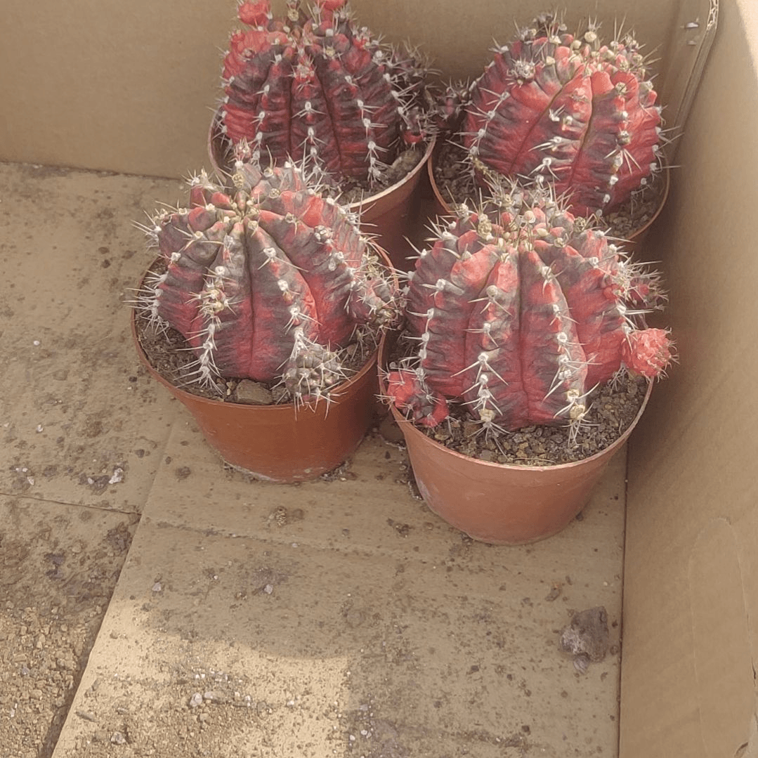 【闪购商品】光辉牡丹