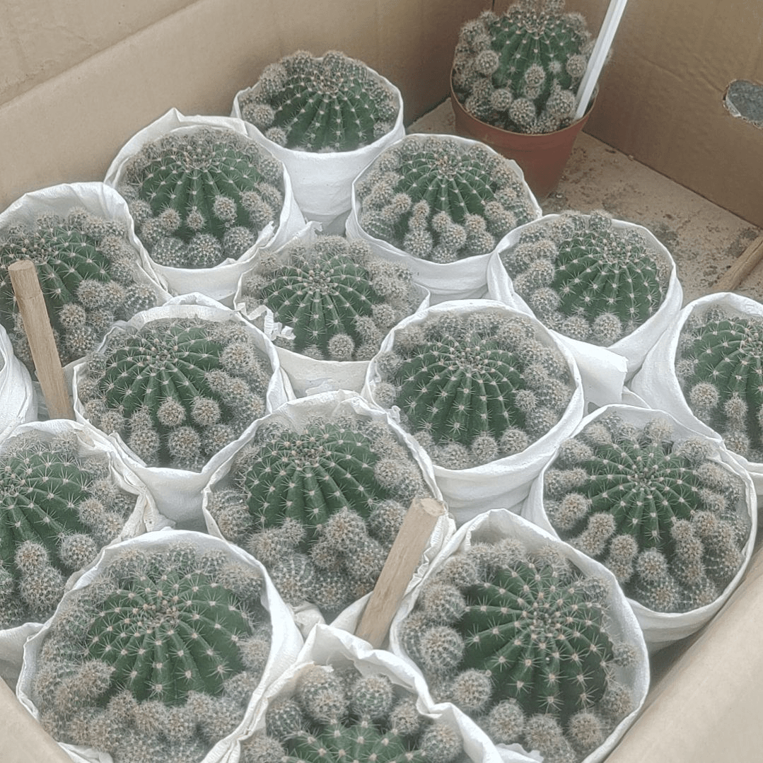 【闪购商品】彩草111