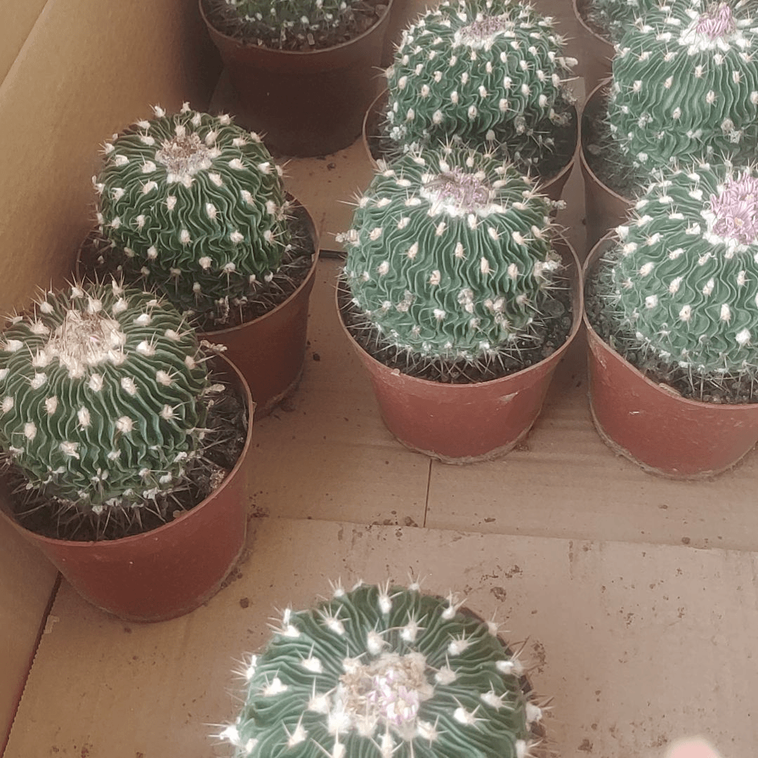 【闪购商品】单头多凌玉