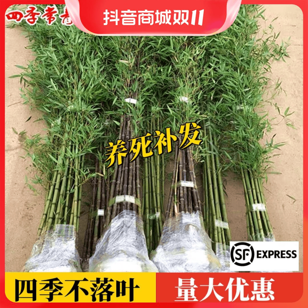 四季青竹子苗大型庭院绿化植物北方耐寒观赏早园竹紫竹苗金镶玉竹