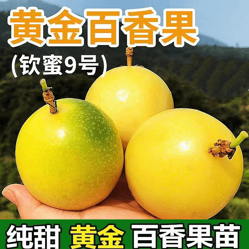 纯甜钦蜜9号百香果苗嫁接果树苗四季结果盆栽春季种植常绿栽培