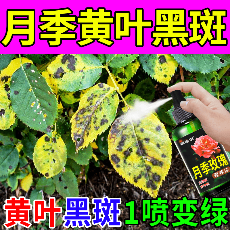 月季花病虫害通用治黄叶防黑斑杀虫剂壮根绿叶促开花专用肥