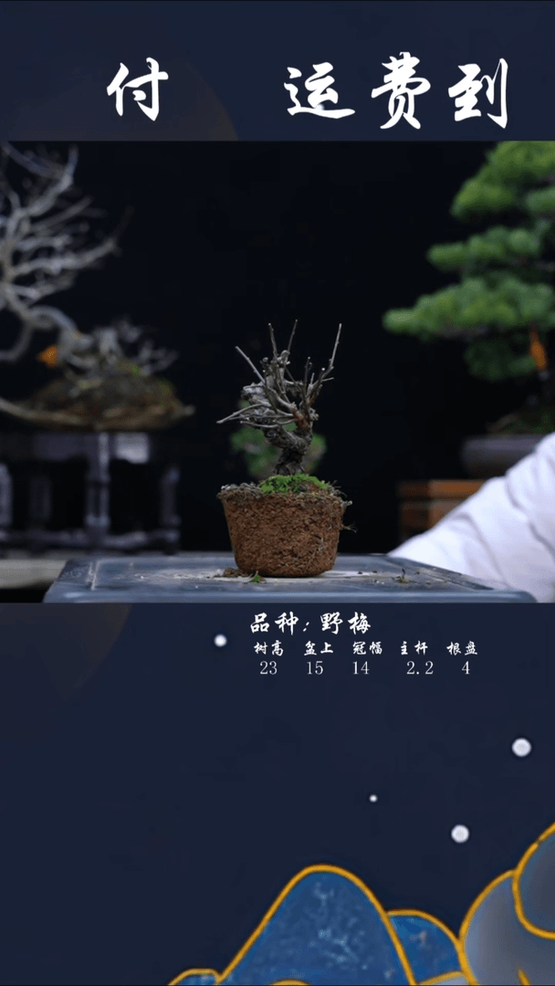 【闪购商品】野梅241