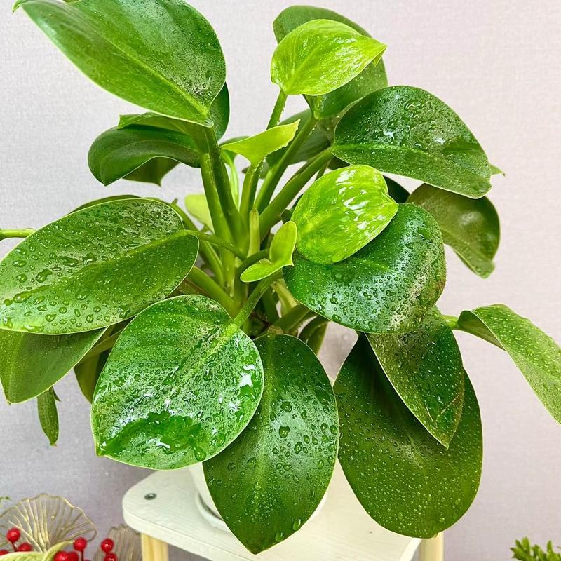 吸毒王 金钻绿公主室内盆栽北欧绿植去异味夏季书房植物 种草评价 抖音 吸毒王 金钻绿公主室内盆栽北欧绿植去异味夏季书房植物 种草评价 抖音
