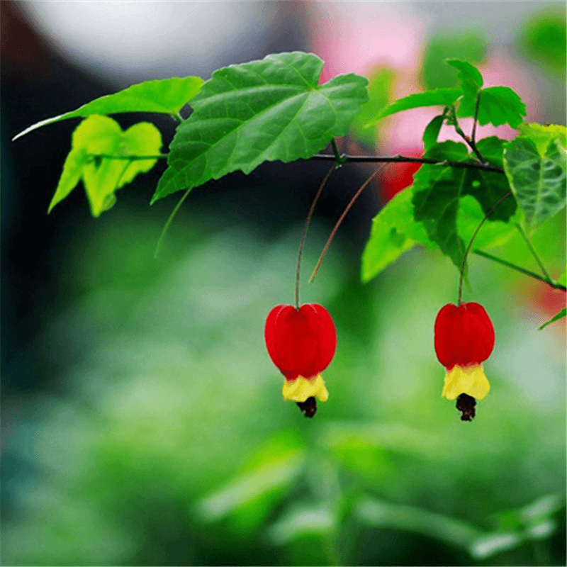 藤本植物灯笼花盆栽蔓性风铃花四季开花爬藤室外庭院好养易活花卉
