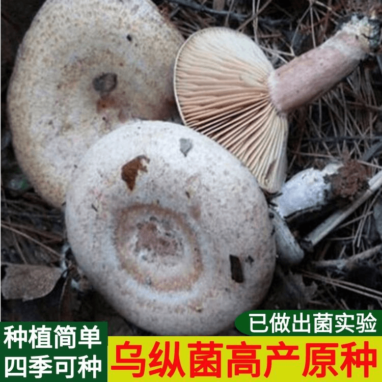 野生乌枞菌 菌包菌种家种速产松树菌青碟菌 黄碟菌枞树菌新鲜鲜活