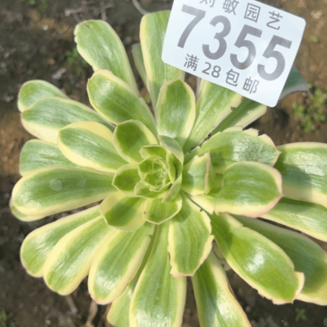 【闪购商品】7355绿魄