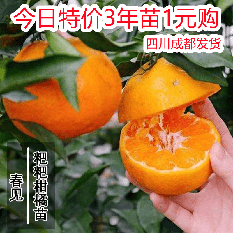 四川耙耙柑树苗春见果树嫁接苗丑柑丑八怪果苗粑粑柑柑橘苗桔子树