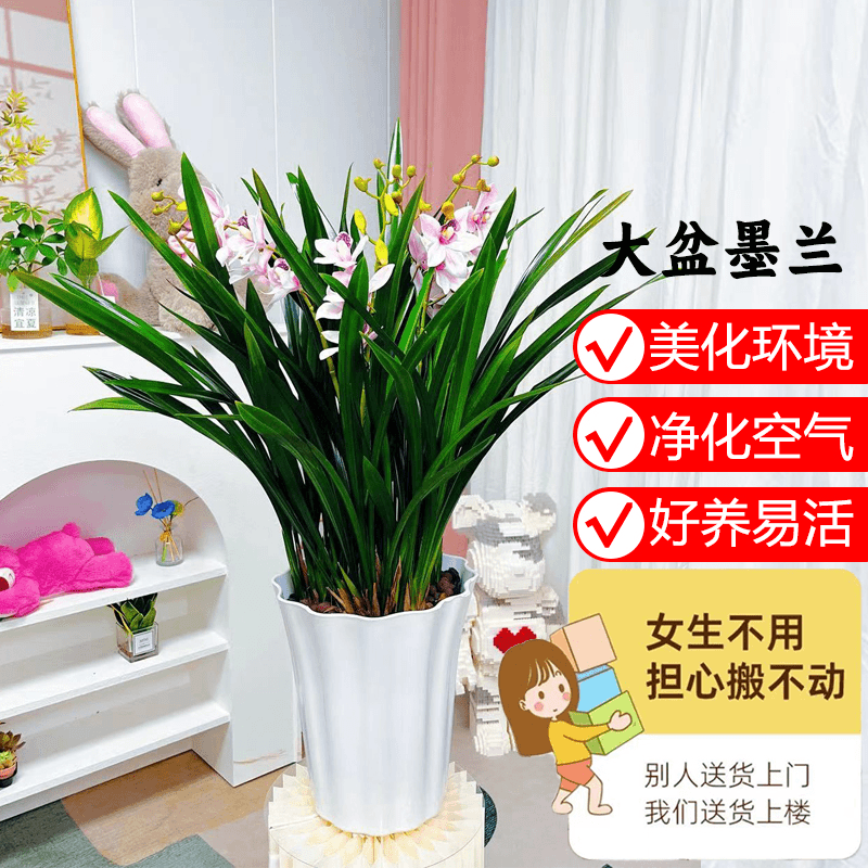 墨兰盆栽花卉室内客厅阳台四季常青冬季开花净化空气观花兰花