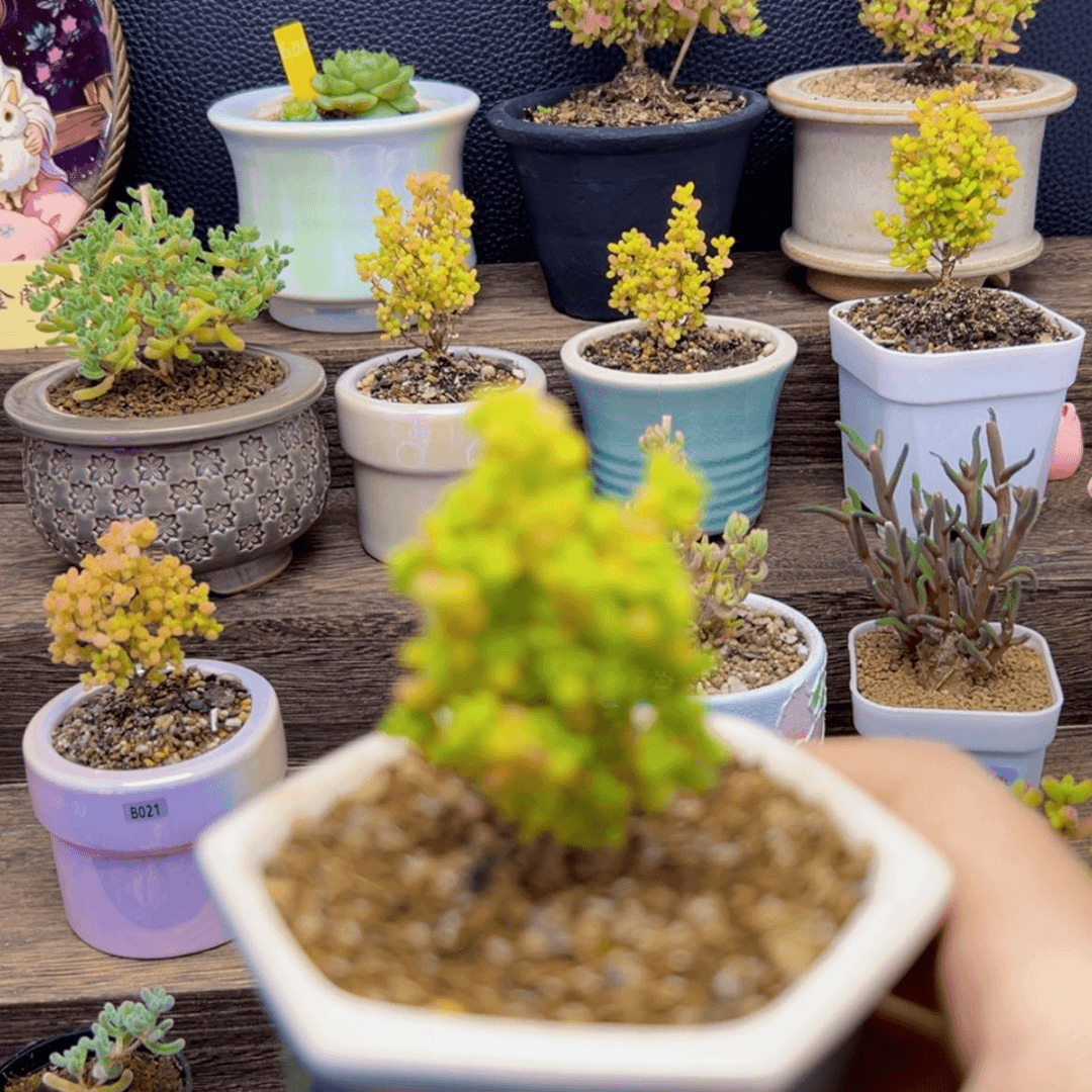 【闪购商品】蜜橘b031