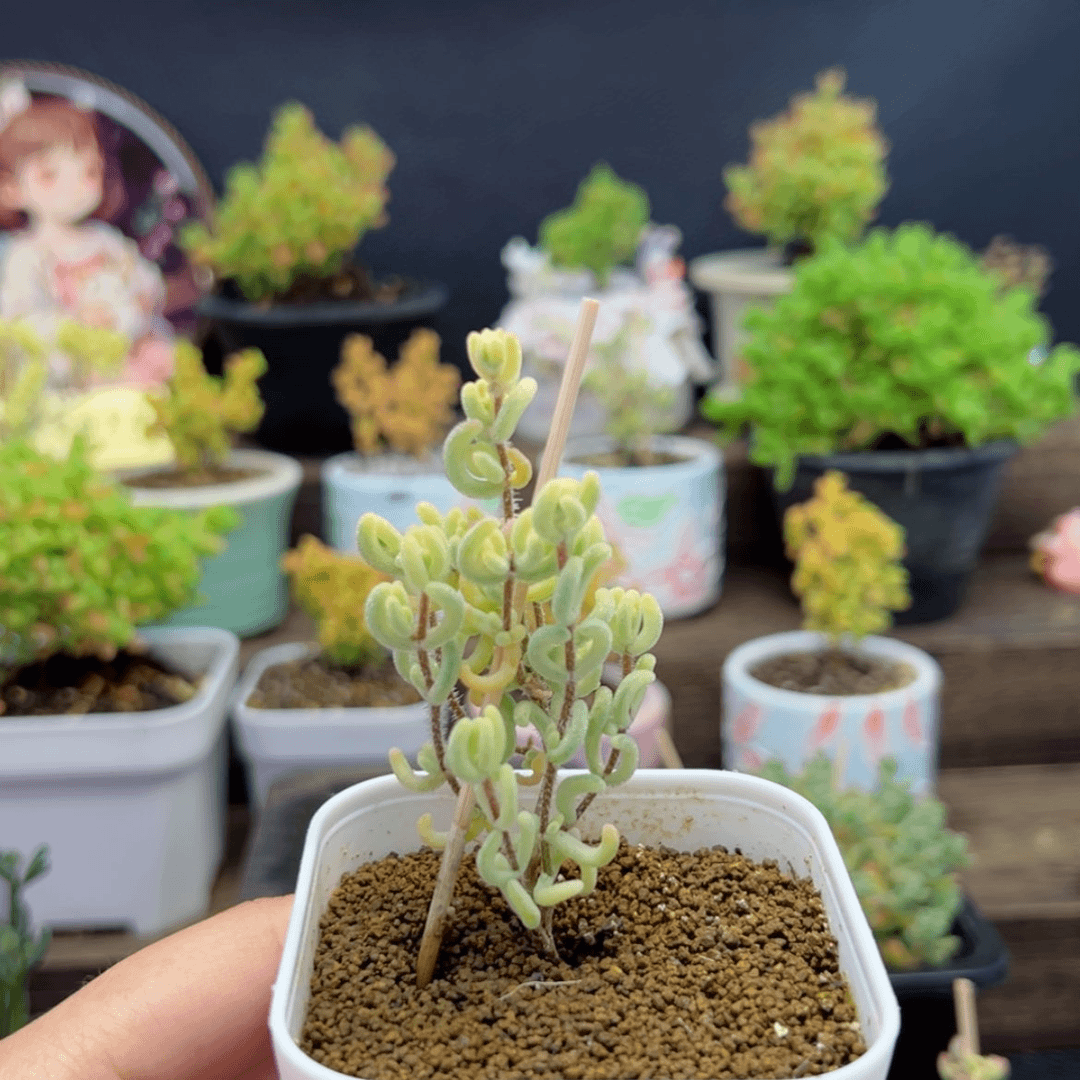 【闪购商品】橙叶白化锦789