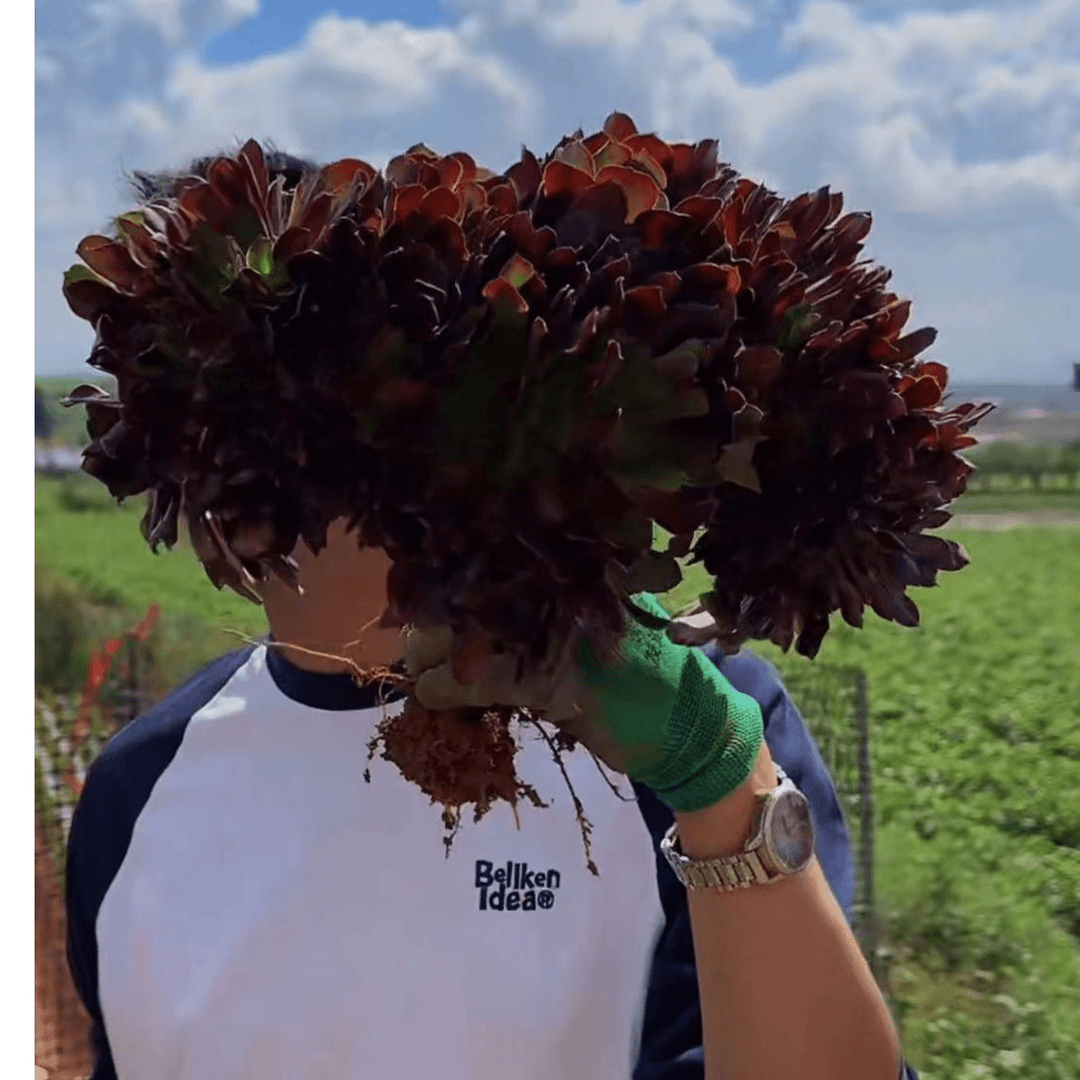 欧紫缀化法师    18￥   多肉植物