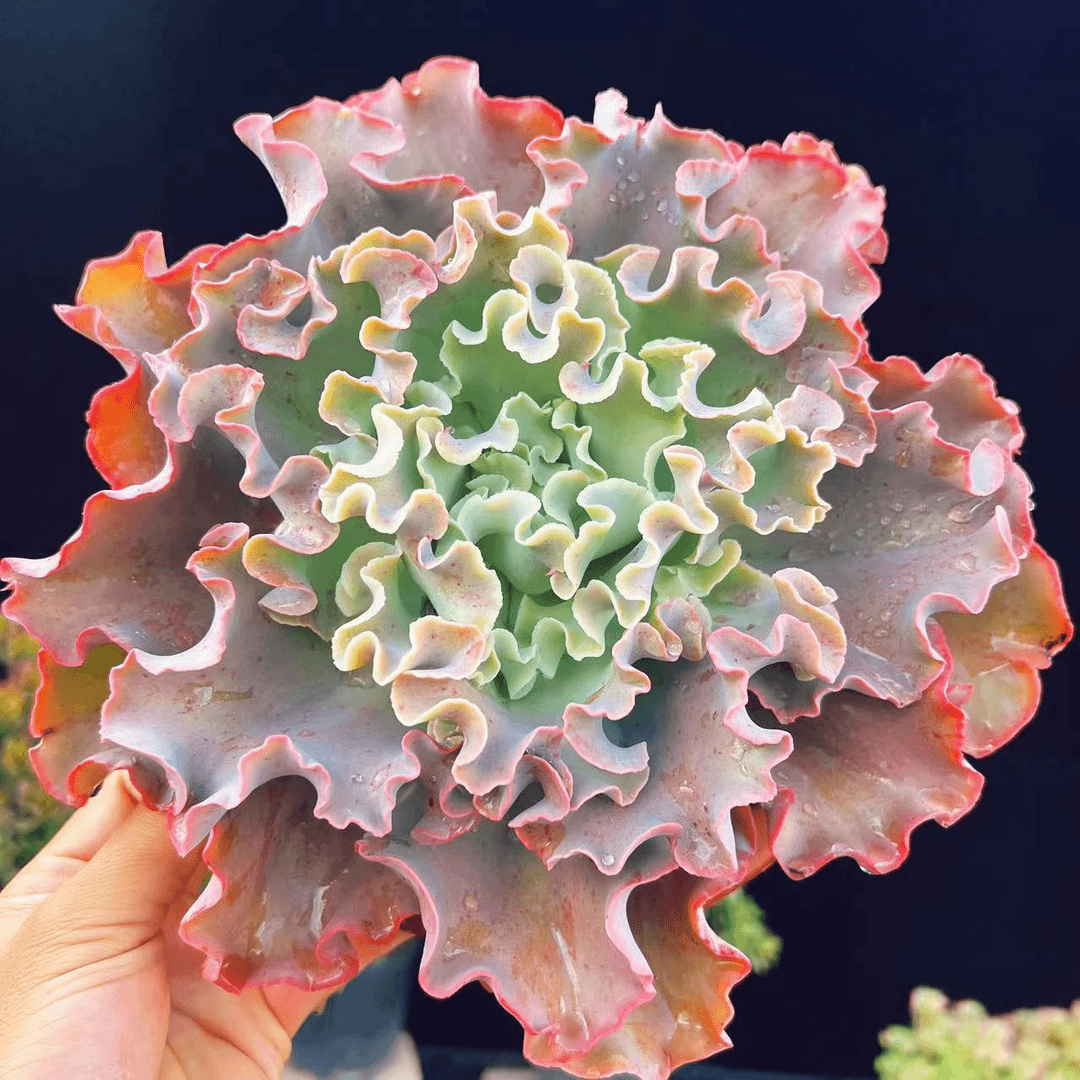 高莎包菜单头   新规格20-22cm    19.8￥  多肉植物