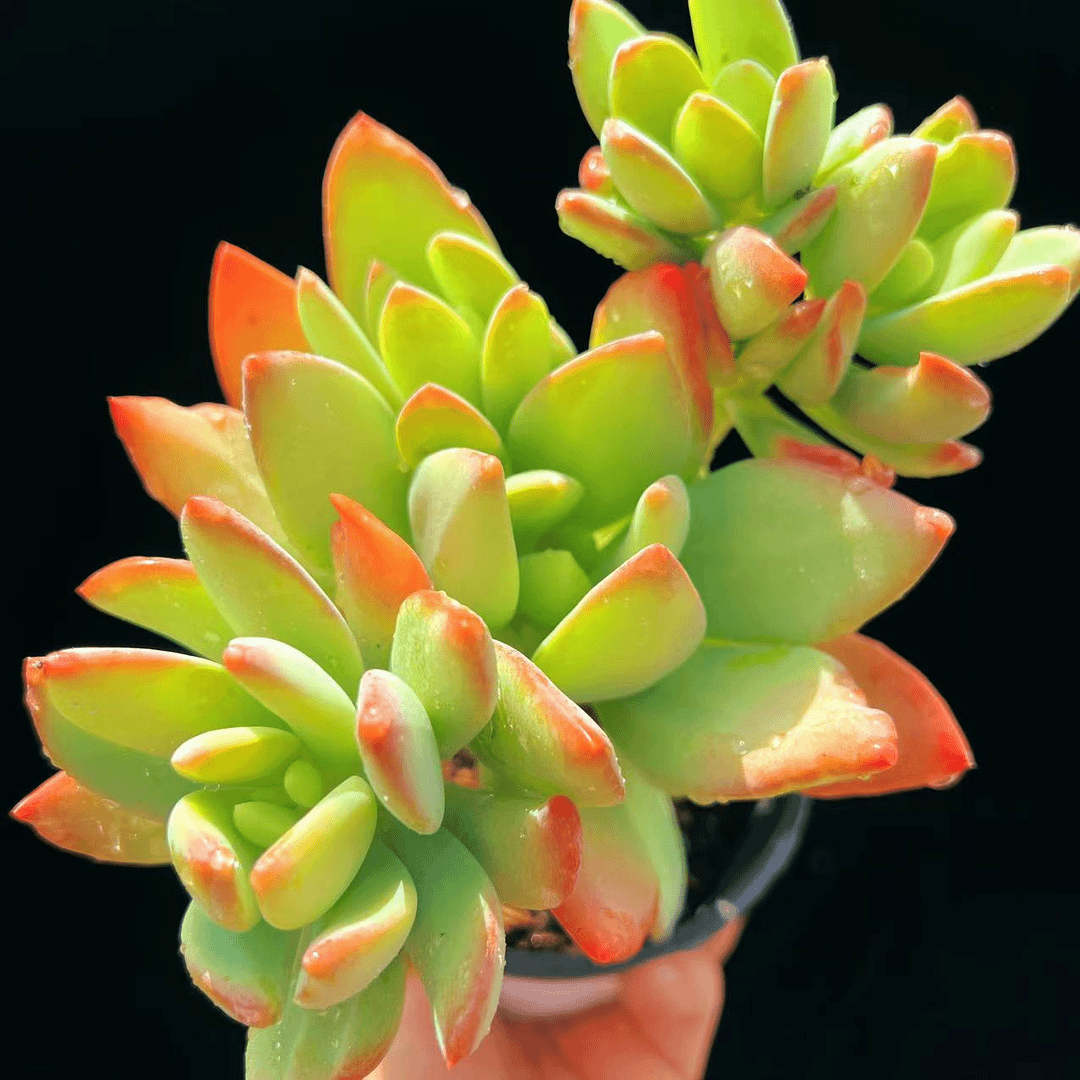 芒果美人  9.9￥ 多肉植物