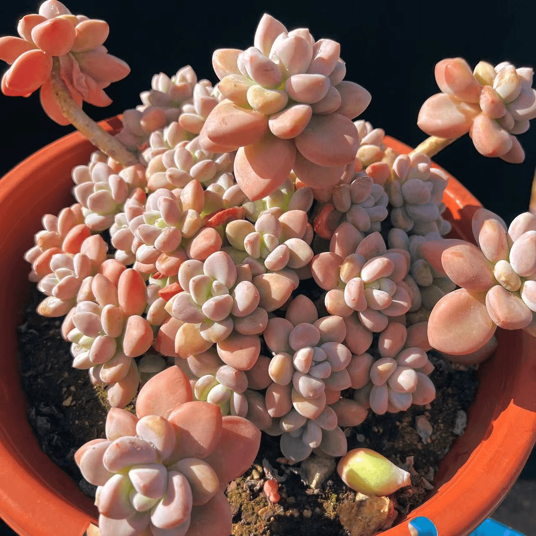 洛神精品  老桩子  28cm  80￥  多肉植物