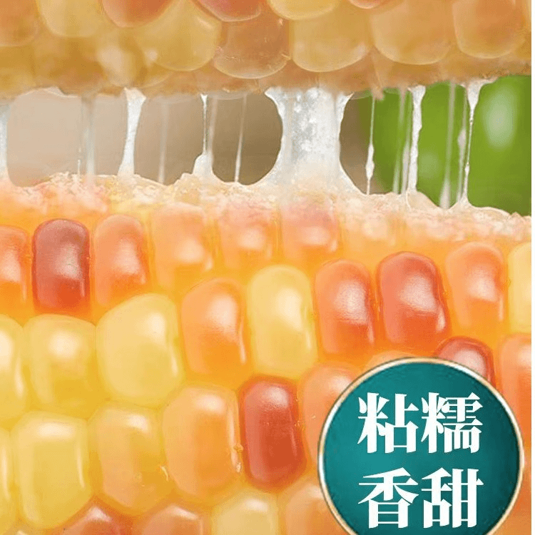 云南普洱小花糯代餐玉米花糯玉米非转基因包邮正宗拇指小糯玉米