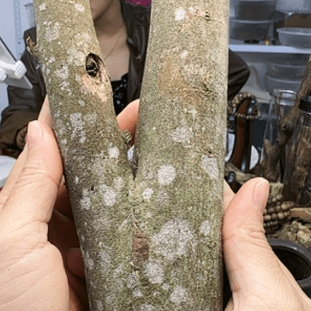 【闪购商品】奇楠原木摆件