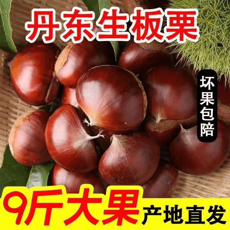 【小徐】丹东新鲜生板栗农家现摘老树板栗野生板栗毛栗锥栗