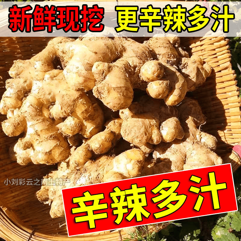 【小徐】新鲜小黄姜正宗云南小黄姜新鲜姜现挖生姜黄姜大块土姜