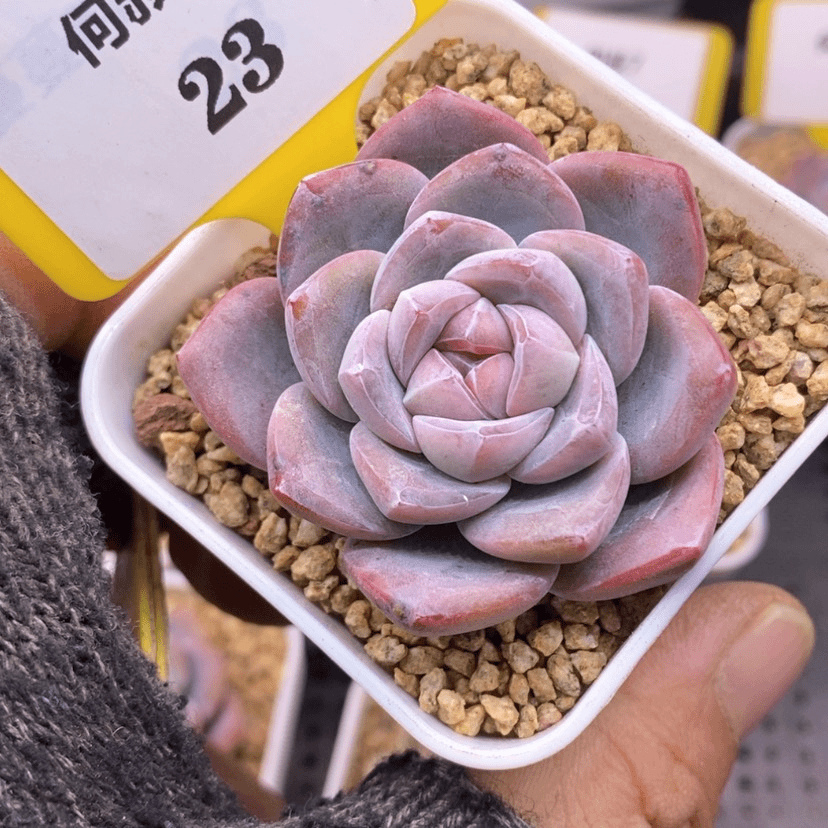 【闪购商品】?**?723冰玉
